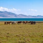 The way of nomad (Horseback riding tour) - Gallery 4
