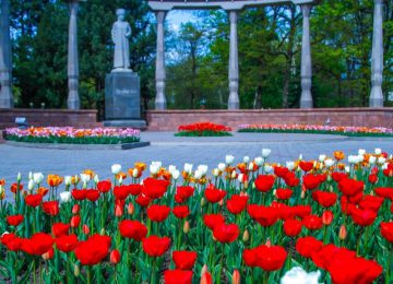 Tulips in Bishkek | Travel Land