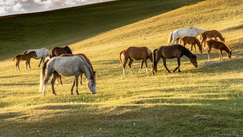 Giorno 9. Kochkor-Kyzart (~70 km, 1H) / Kyzart-Kilemche (equitazione)