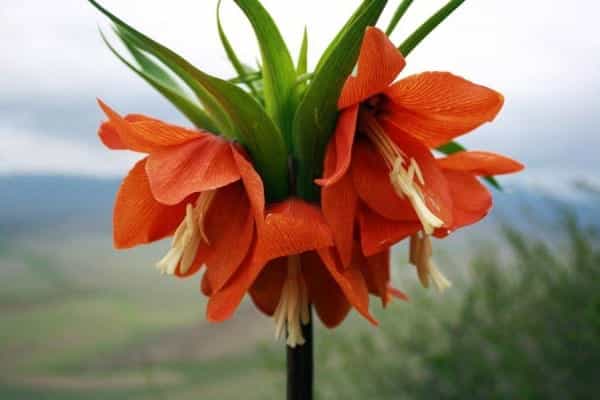 Aigul flower in Batken | Travel Land
