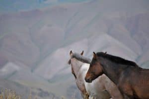 Horses in Kyrgyzstan | Travel Land