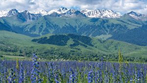 Mountain flowers of Kyrgyzstan | Travel Land