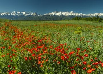 Flora in Kazakhstan | Travel Land