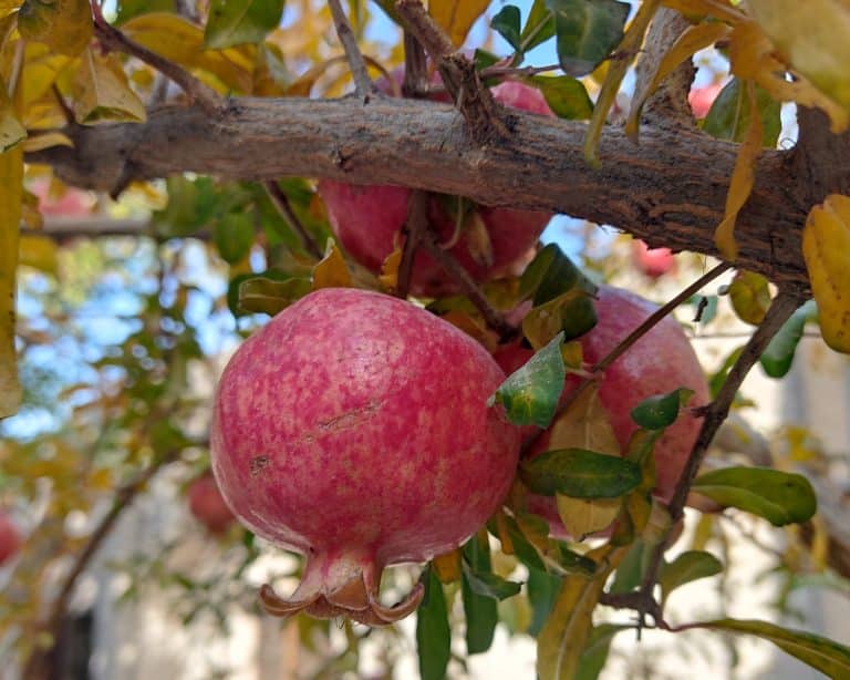 Common Plants and Flowers to See in Uzbekistan Travel Land